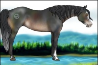 Horse Color:Brown Sabino 