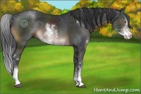 Horse Color:Brown Sabino
