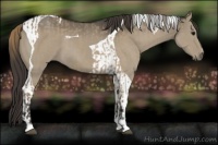 Horse Color:Smoky Grullo Tobiano  and Smoky Grullo Tobiano 