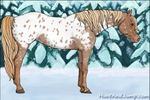 Horse Color:Red Roan Near Leopard 