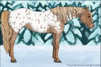 Horse Color:Red Roan Near Leopard 