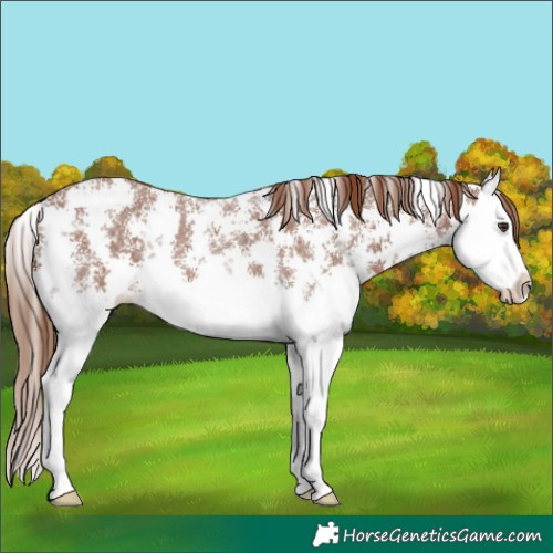 Horse Color:Chestnut Sabino Splash 