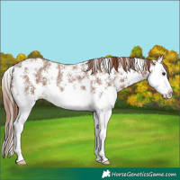 Horse Color:Chestnut Sabino Splash