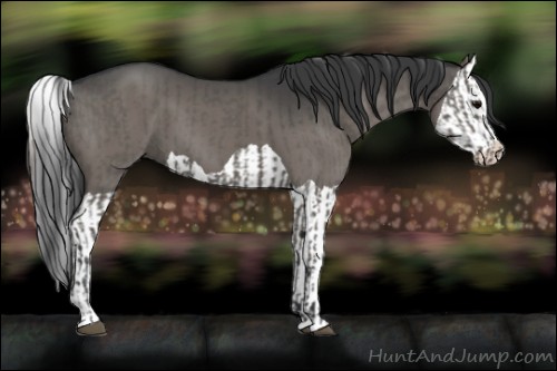 Horse Color:Grullo  and Grullo Splash 