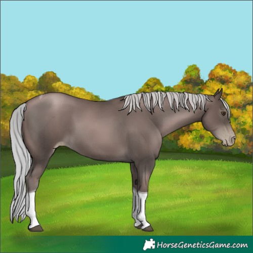 Horse Color:Gray Platinum Silver Black Pearl Tobiano