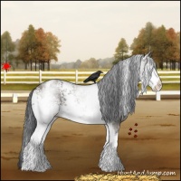 Horse Color:White Spotted Grullo