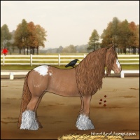 Horse Color:Chestnut Appaloosa Rabicano