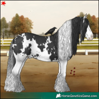 Horse Color:White Spotted Black Splash