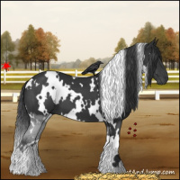 Horse Color:White Spotted Black