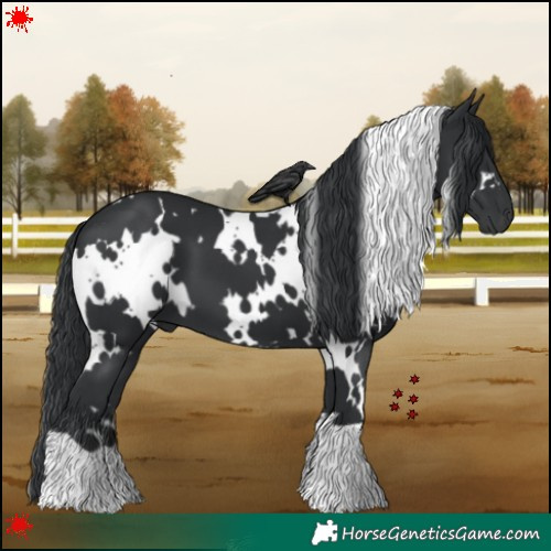 Horse Color:White Spotted Black 