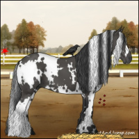 Horse Color:White Spotted Black