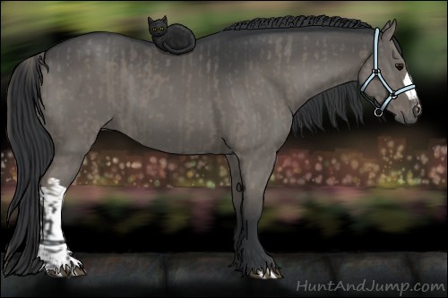 Horse Color:Grullo and Grullo