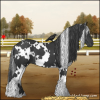 Horse Color:White Spotted Black
