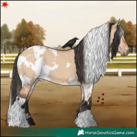 Horse Color:White Spotted Bay Dun 
