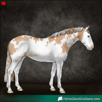 Horse Color:White Spotted Red Dun Splash Frame Rabicano 