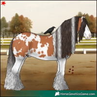 Horse Color:White Spotted Bay Splash