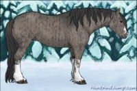 Horse Color:Grullo  and Grullo 