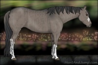 Horse Color:Grullo  and Grullo 