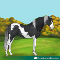 Horse Color:Black Splash Tobiano