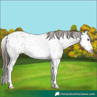 Horse Color:Liver Red Roan Sabino Splash Near Leopard 