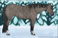 Horse Color:Grullo and Grullo