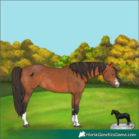 Horse Color:Bay 