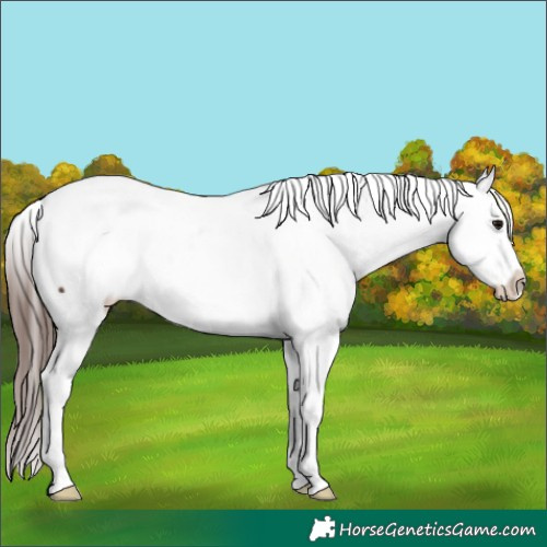 Horse Color:Brown Appaloosa 