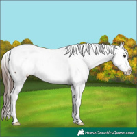 Horse Color:Brown Appaloosa
