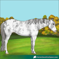 Horse Color:Black Sabino Blanket 