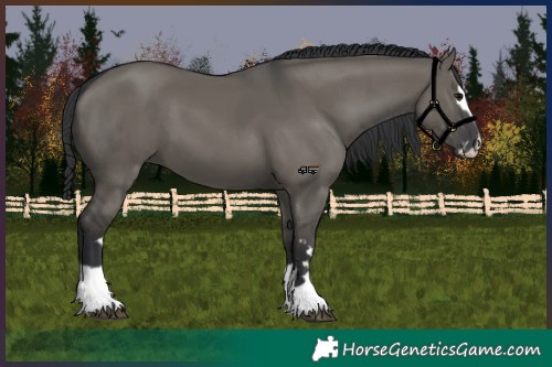 Horse Color:Grullo and Grullo