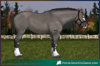 Horse Color:Grullo  and Grullo 