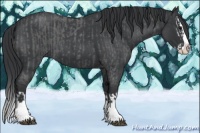Horse Color:Blue Roan Sabino Splash  and Blue Roan Sabino Splash 