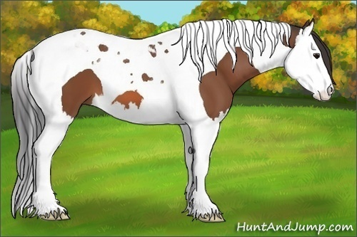Horse Color:Bay Splash Tobiano
