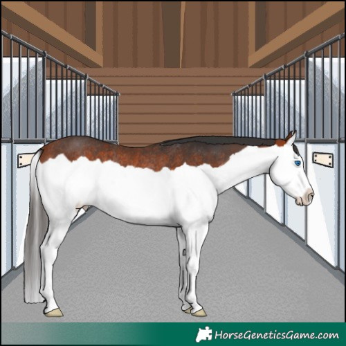 Horse Color:Bay Splash Rabicano