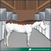 Horse Color:Bay Splash Rabicano 