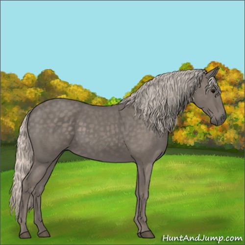 Horse Color:Silver Blue Roan
