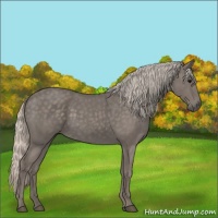 Horse Color:Silver Blue Roan 