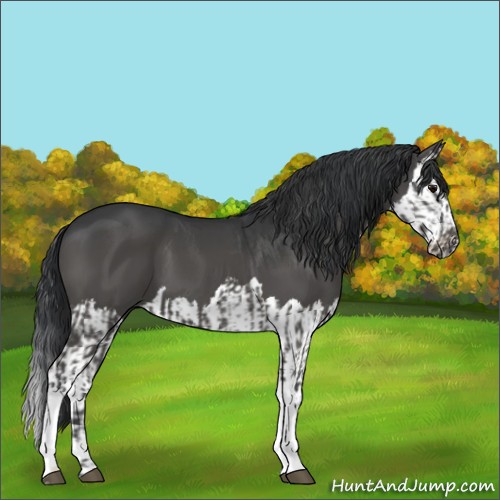 Horse Color:Grullo and Grullo Splash
