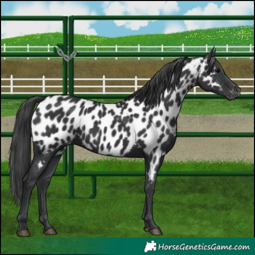 Horse Color:Black Near Leopard