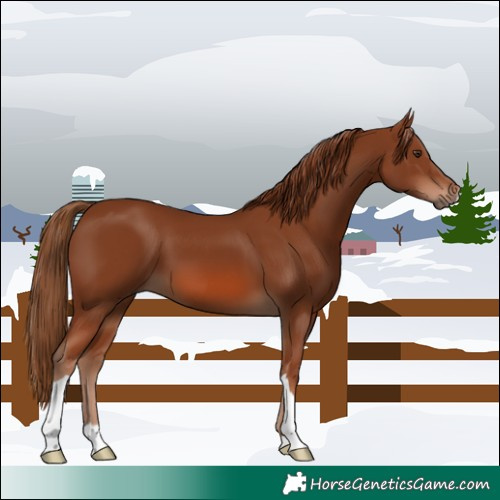 Horse Color:Chestnut 