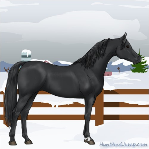 Horse Color:Black 