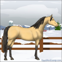 Horse Color:Buckskin 