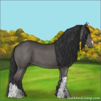 Horse Color:Grullo  and Grullo 