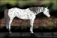 Horse Color:Grullo Near Leopard  and Grullo Near Leopard 