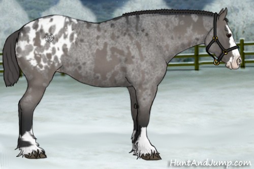 Horse Color:Grullo Roan Appaloosa  and Grullo Roan Splash Appaloosa 