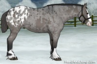 Horse Color:Grullo Roan Appaloosa and Grullo Roan Splash Appaloosa