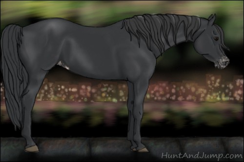 Horse Color:Black Appaloosa