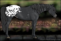 Horse Color:Black Appaloosa