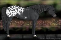 Horse Color:Black Appaloosa