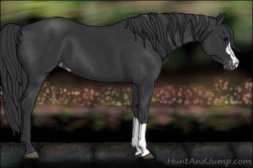 Horse Color:Black Appaloosa 